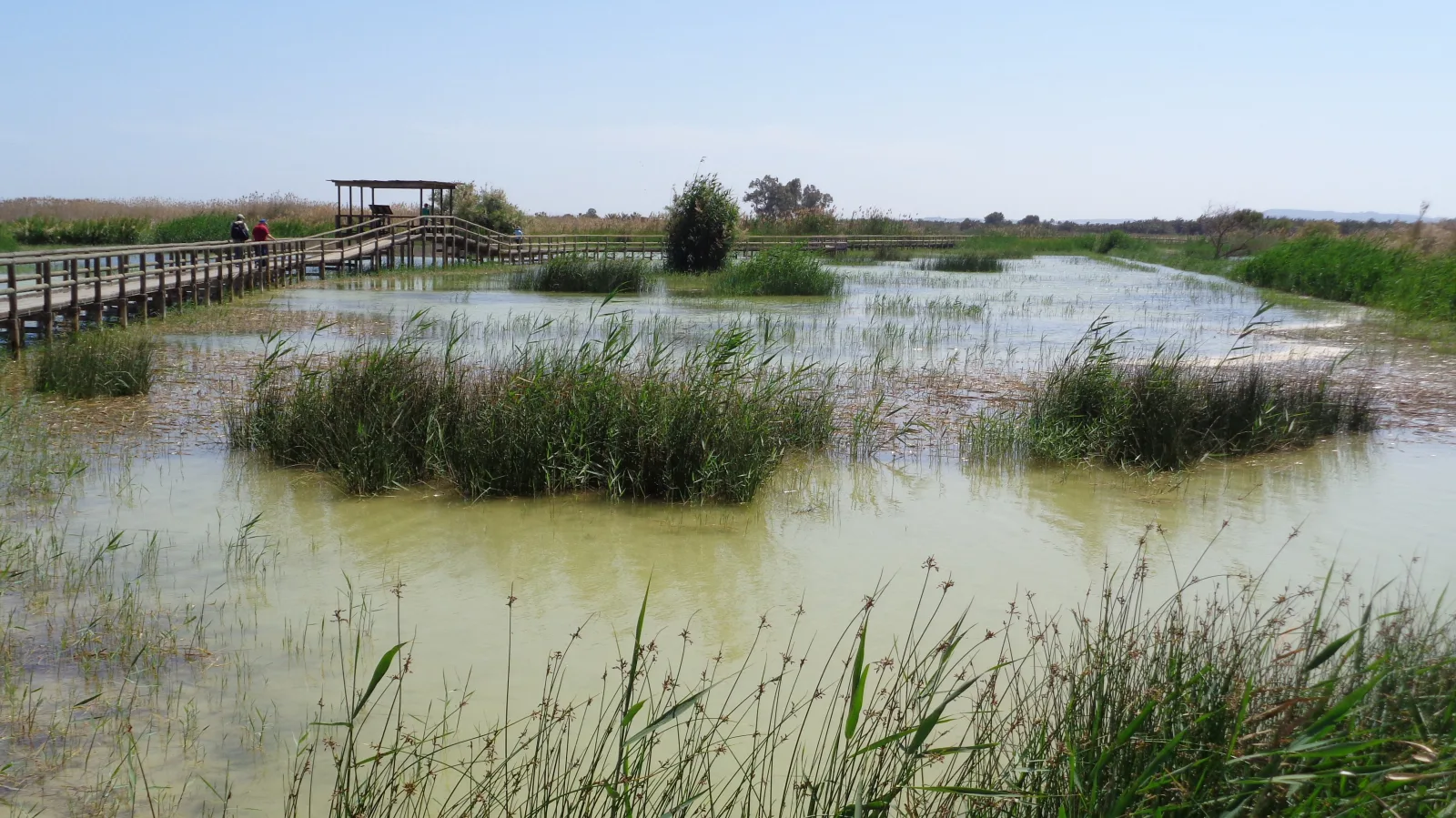 Agua somera, carrizos y pasarela de madera en el humedal de El Hondo
