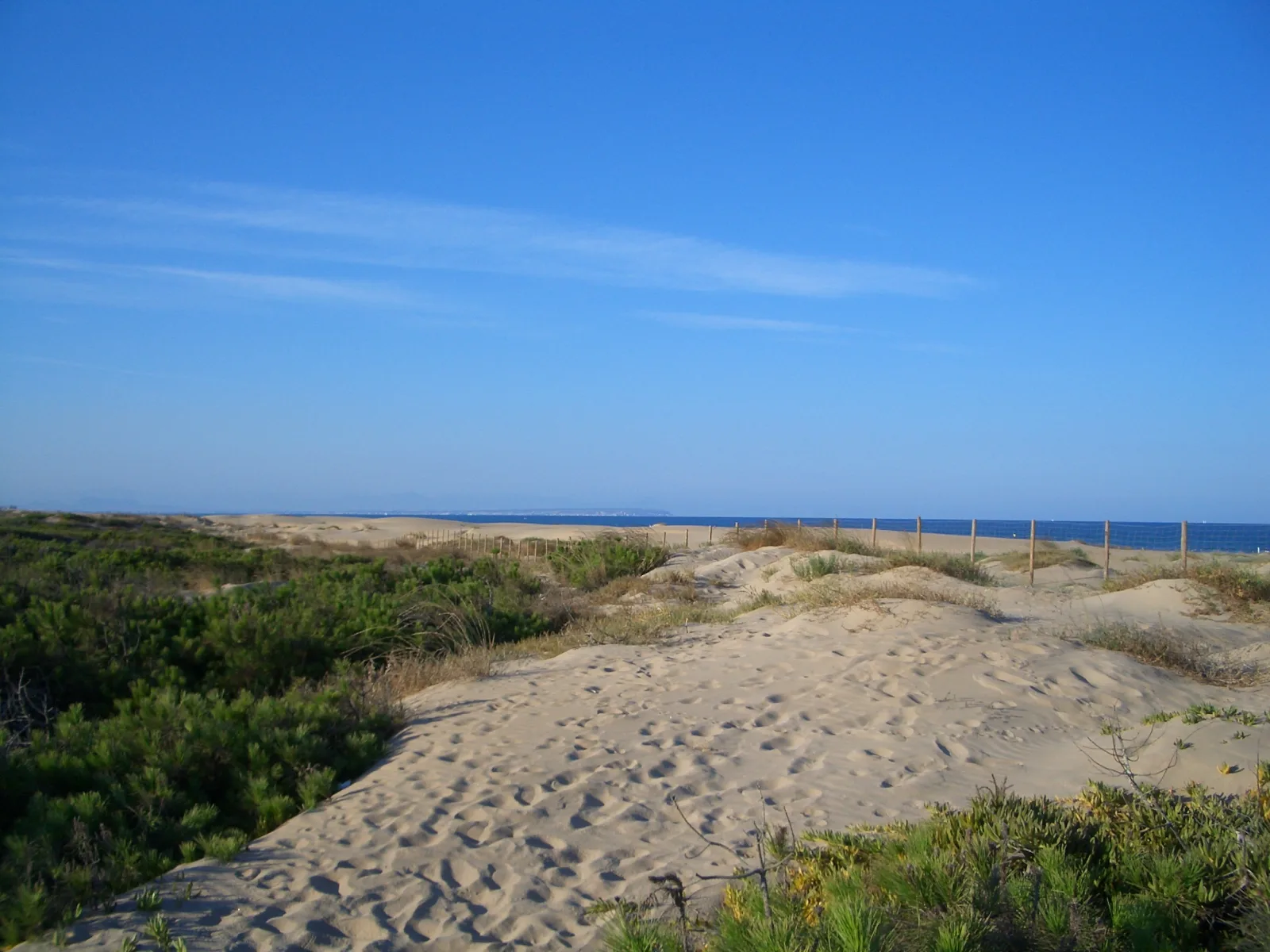 Dunas de arena y vegetación litoral de Guardamar con el mar al fondo